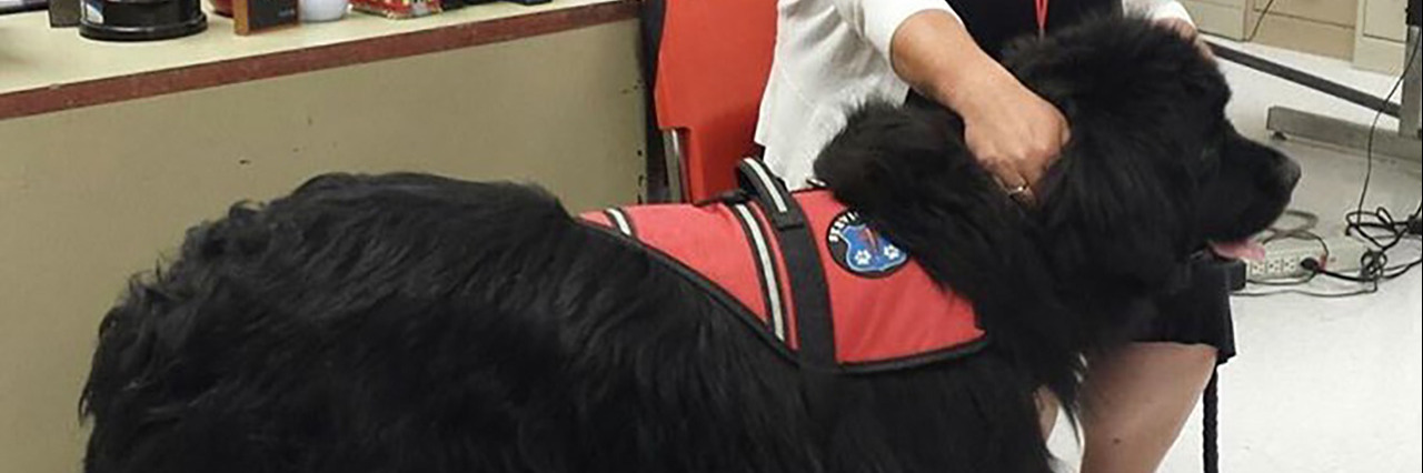 Things to Consider Before Getting a Service Dog
