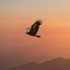 eagle flying in sunrise sky over remote landscape