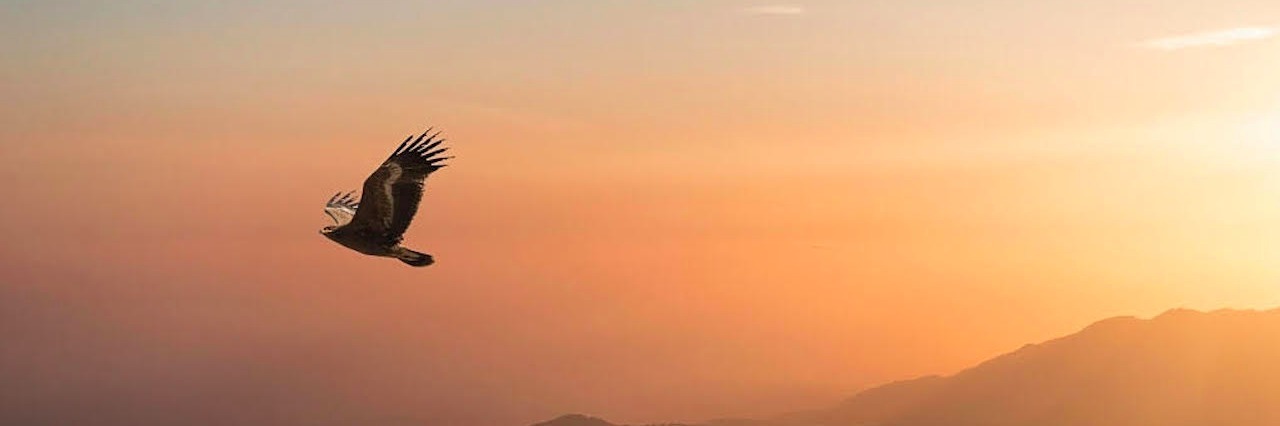 eagle flying in sunrise sky over remote landscape