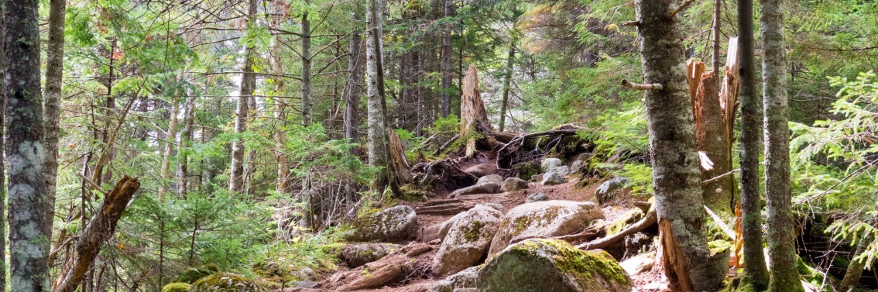 When You're Not Sure Who You Are Because of Your Chronic Illness trail through foreset