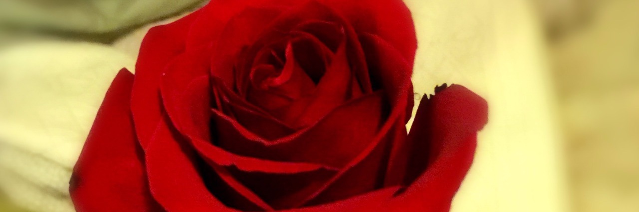 Why Being Sick Makes It Hard to Date hand holding a red rose