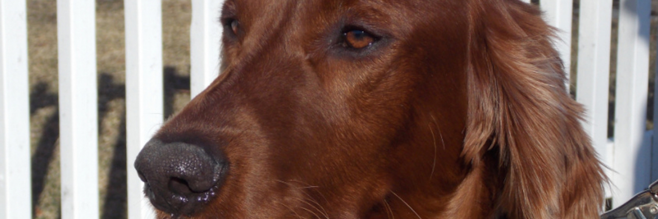 Brown dog next to white fence