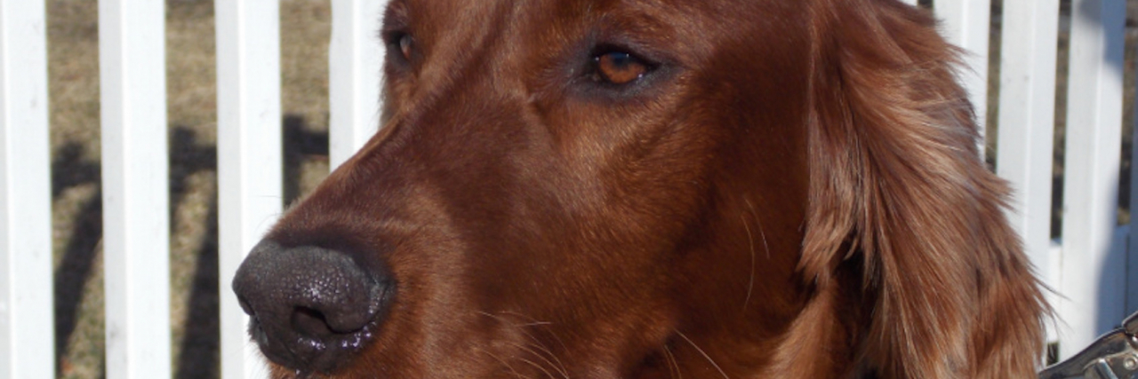 How My Dog Helped Me Cope With My Cancer Diagnosis Brown dog next to white fence