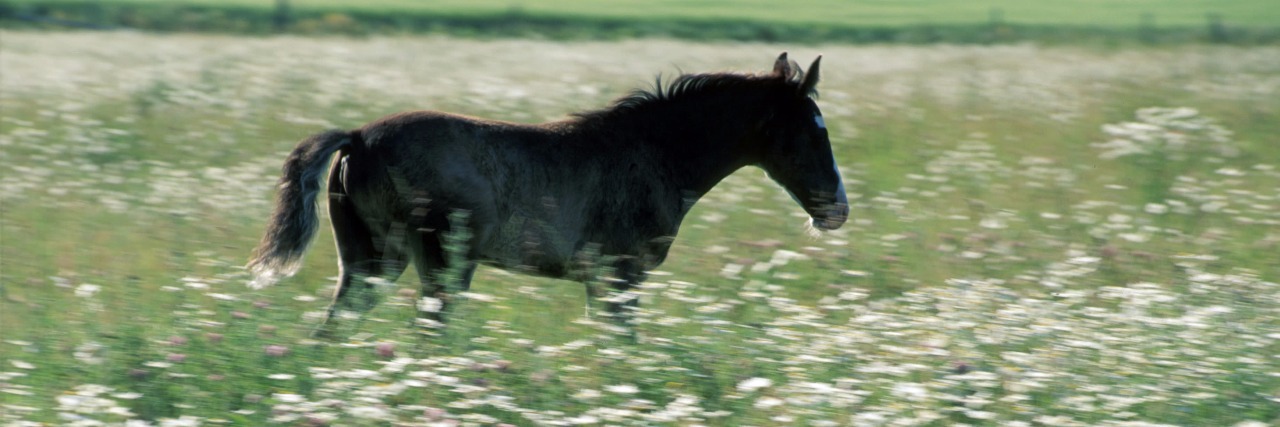 Horse in a Field