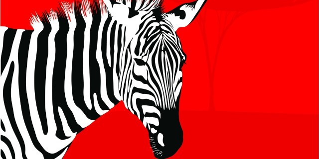 zebra on red background
