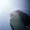 Young woman under water, low angle view