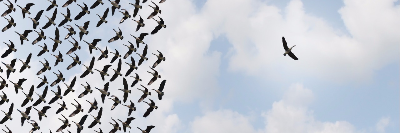 Canavan and 'Ultra-Rare' Disease: Don't Forget Us on Rare Disease Day birds in a flock except for one