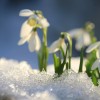 flowers blooming through the snow