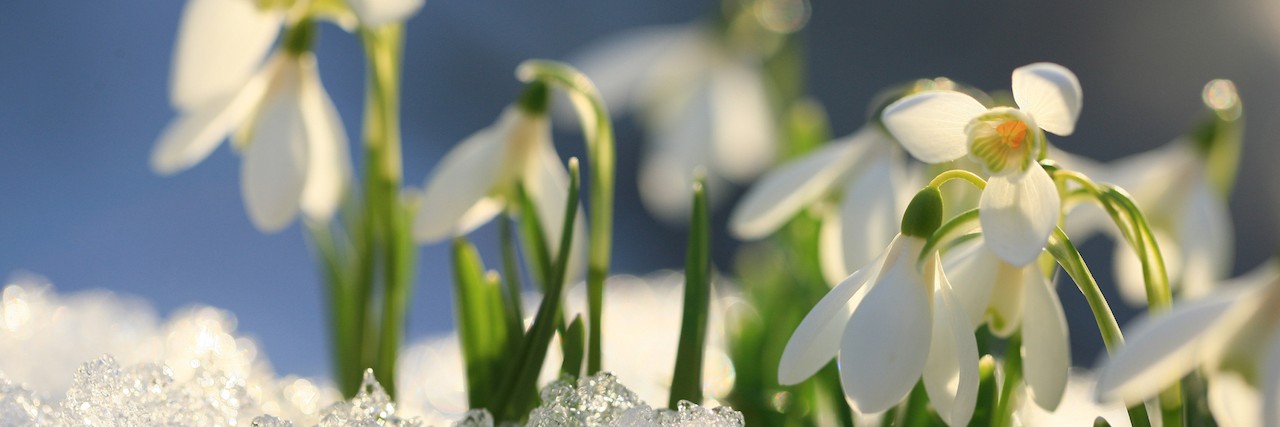 Reclaiming Life: A Letter From the Other Side of Depression flowers blooming through the snow
