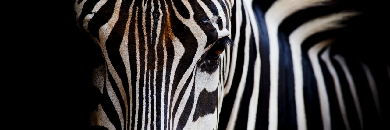 Headshot of a Burchell's Zebra