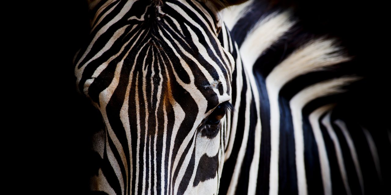 A Zebra's Battle Living With EhlersDanlos Syndrome, Hypermobile Type