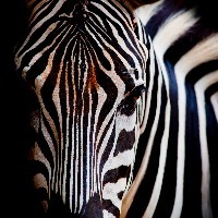 head of a zebra