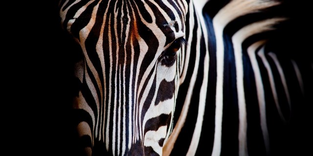 head of a zebra