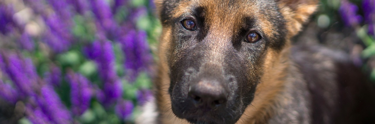 What It Is Like to Have a Psychiatric Service Dog German Shepherd Puppy