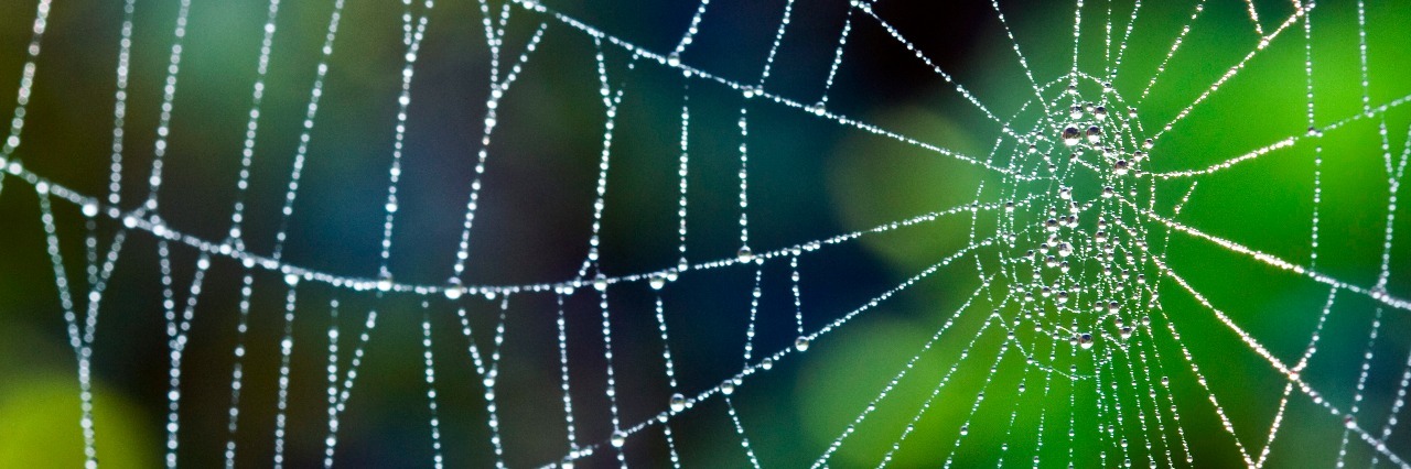Dew drops on a spider web.