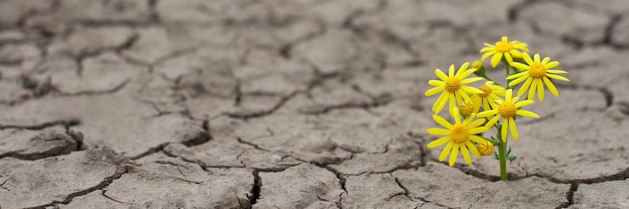 What It Means to Be a Suicide Attempt Survivor flowers growing out of cracked cement