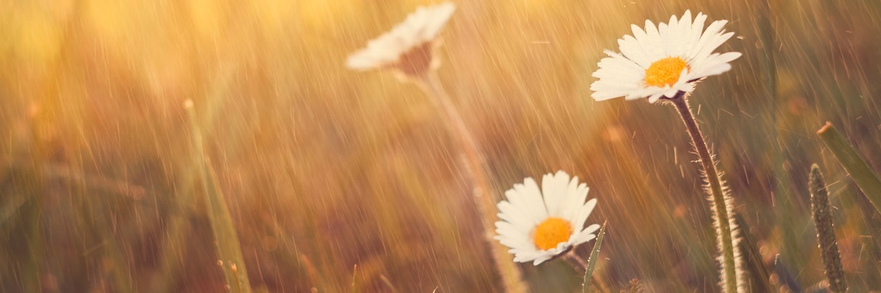 Daisy flower rain on spring meadow