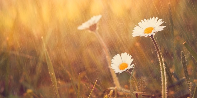 Daisy flower rain on spring meadow