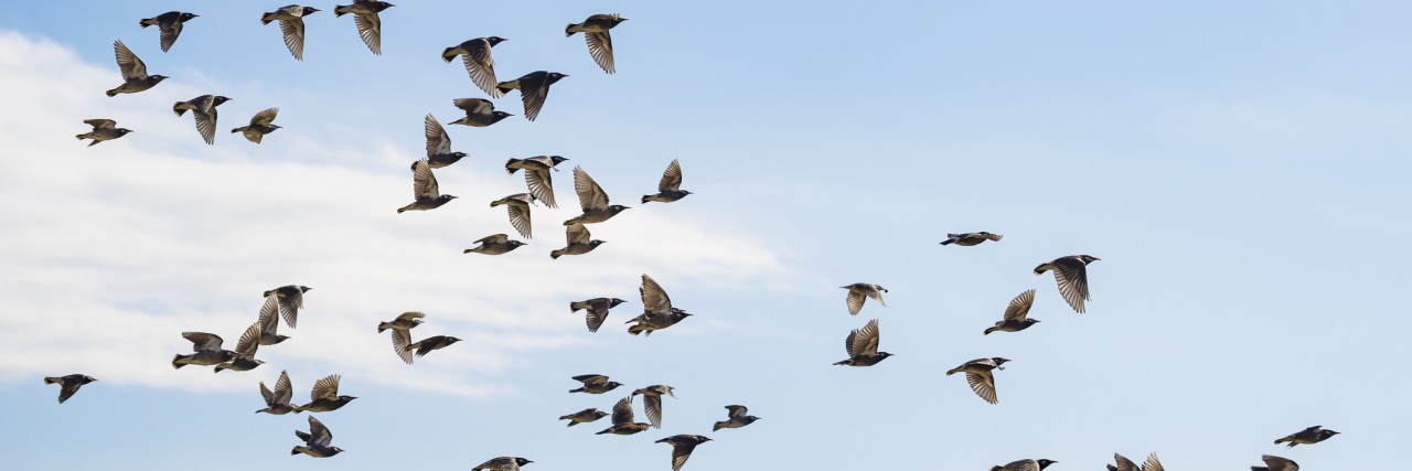Why the Birds Outside My Window Help Me When I'm Depressed Flock of white-cheeked starlings fly in the blue sky.