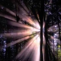 light behind forest trees