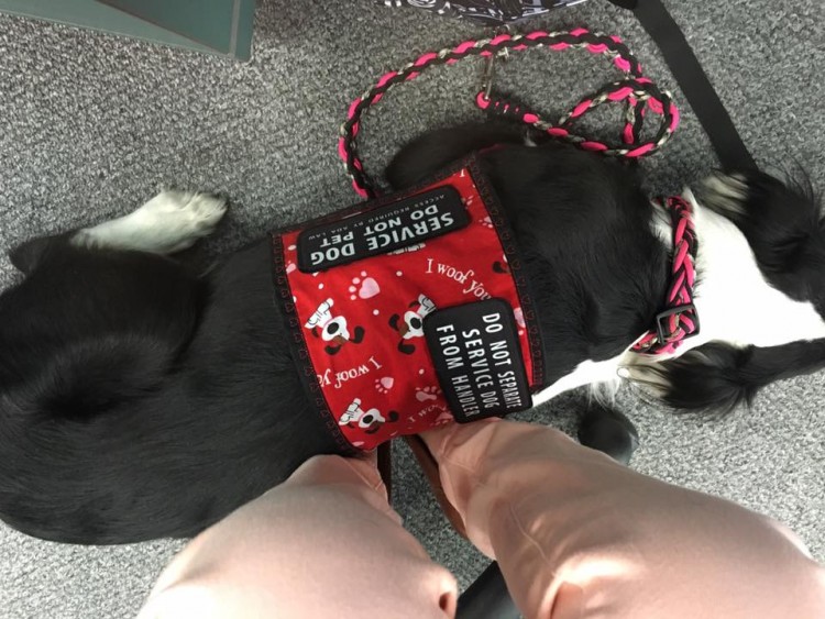 service dog lying at woman's feet