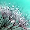 flowers with dew drops in front of aqua background