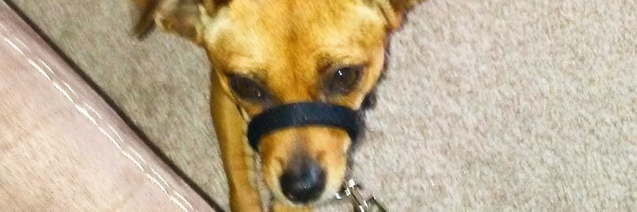 Explaining Service Dogs for Invisible Disabilities to the Public Alexis' service dog.