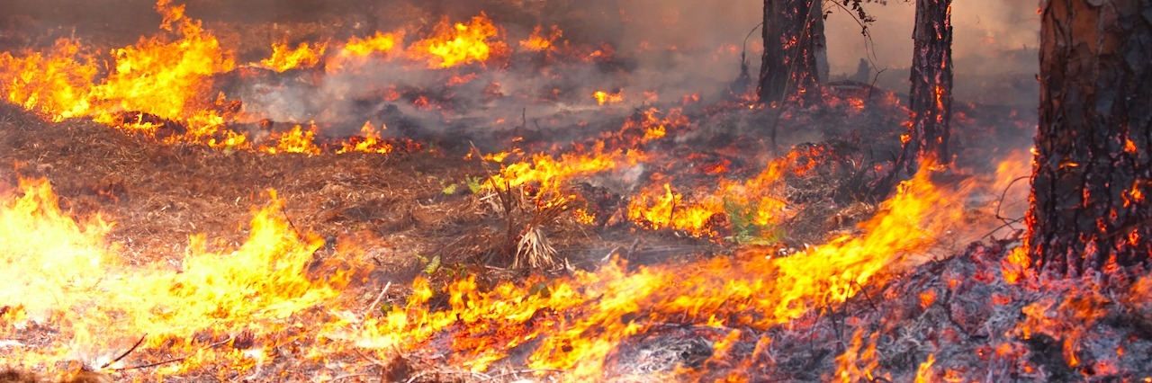 Explaining PTSD in Poetry A forest fire creeping along the ground.