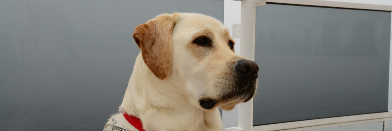 The Service Dog That Will Change My Life With Chronic Illness Traveling Service Dog