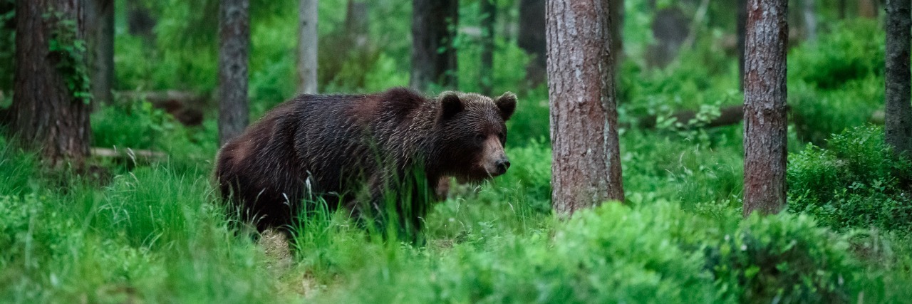 How Anxiety Can Feel Like Being Chased by a Bear Bear in forest
