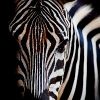headshot of a zebra