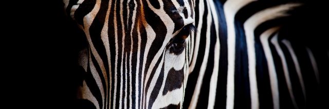 headshot of a zebra