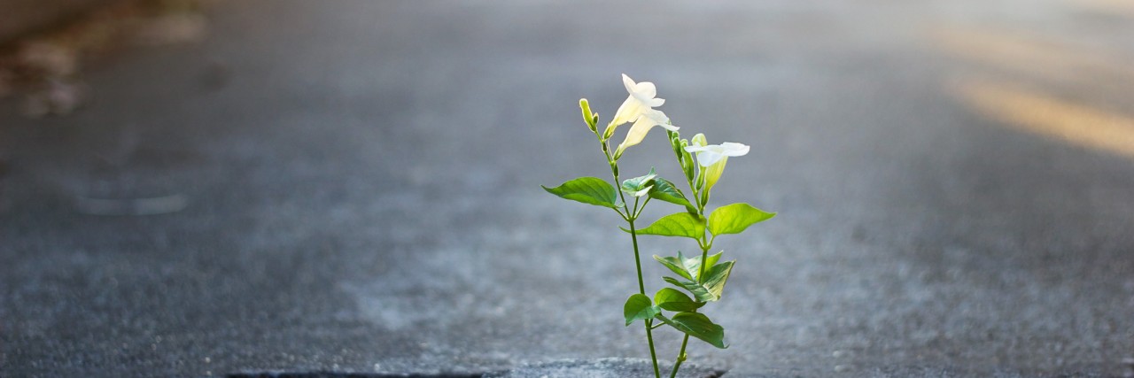 Why Being Honest About My Mental Illness Was So Important white flower growing on crack street, soft focus