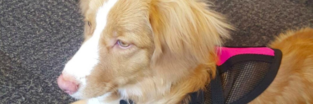 Why It's OK That I Need an Emotional Support Animal Dog lying on carpet, wearing a leash