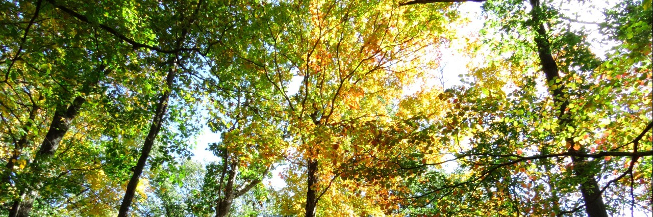 Why the Good Days With Lyme Disease Are a Struggle Trees in the woods, facing up to the sky.