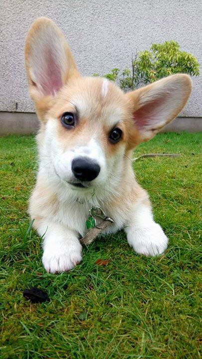 corgi