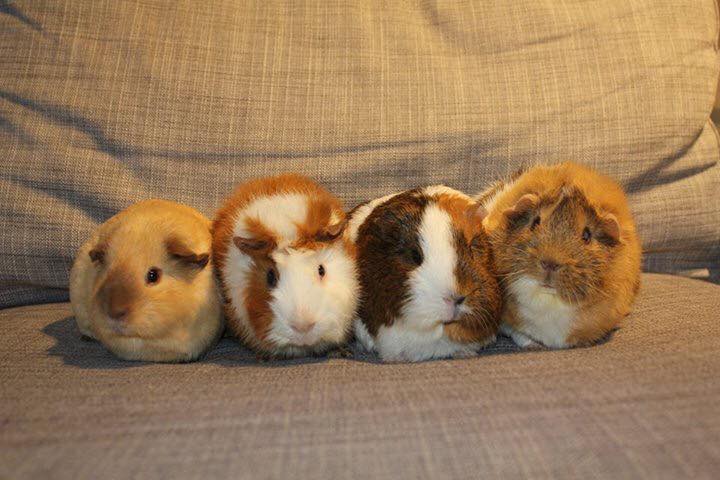 guinea pigs