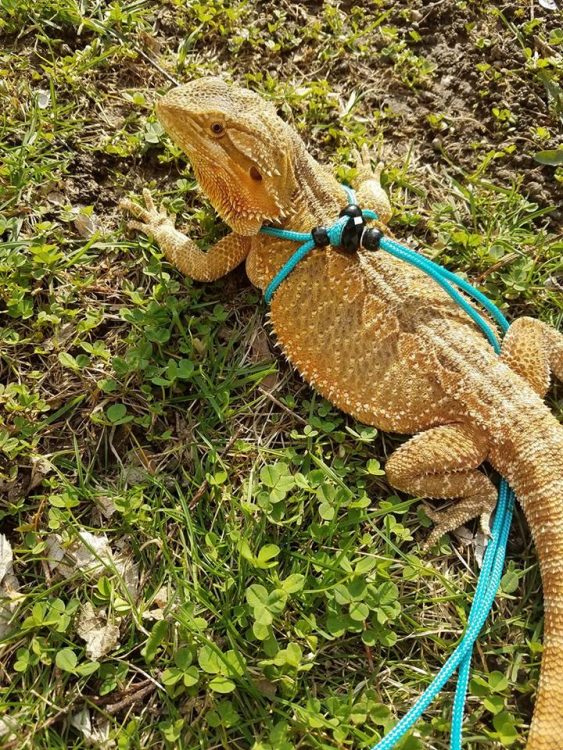 bearded dragon