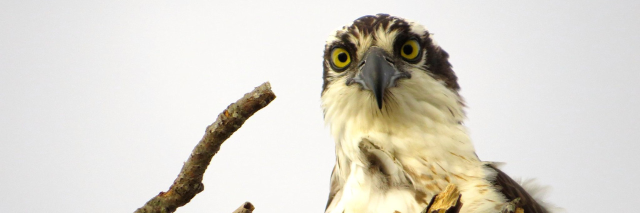 Wildlife Photographer With a Developmental Disability Lauren Bianco photo of an eagle in a nest.