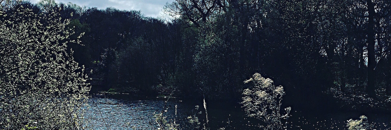 Realizing I'm Autistic and Receiving an Autism Diagnosis Lake or river landscape with trees and plants under a sky with clouds