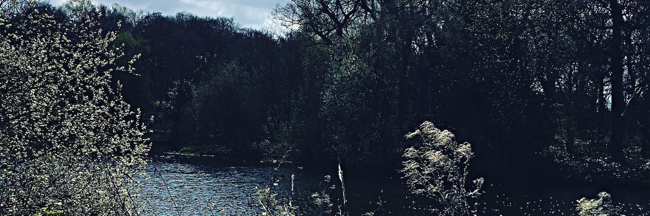 Lake or river landscape with trees and plants under a sky with clouds