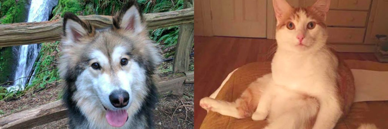 How Pets Help Manage Mental Illness dog and cat