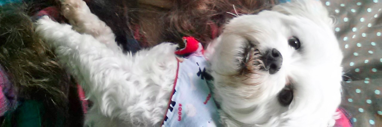 8 Ways My Dog Helps Me Cope with My Chronic Illness girl holding small white dog on lap