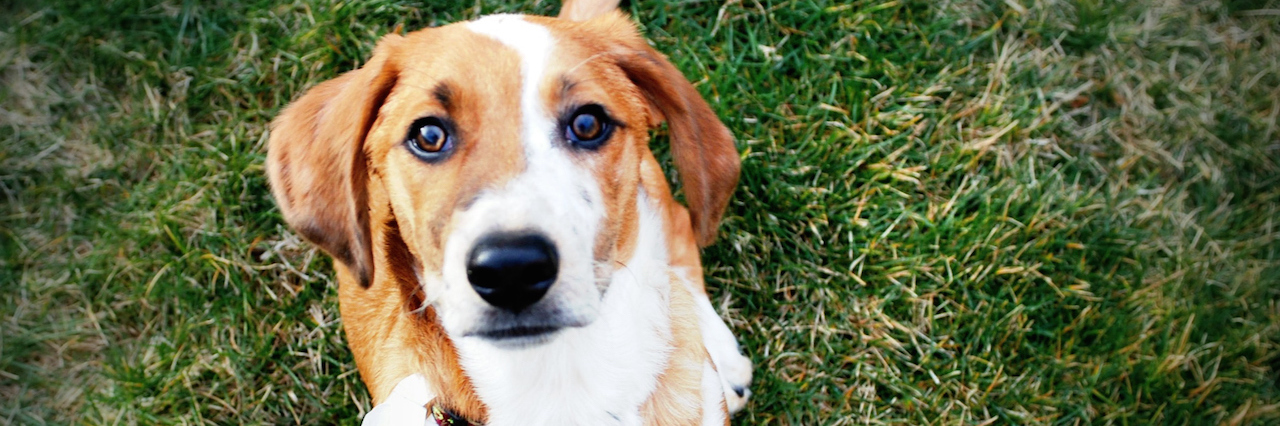 Managing Anxiety Is Just Like Training A Dog A dog sitting