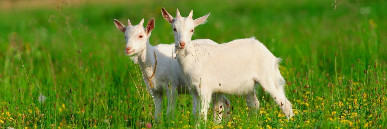 Why Working With Animals Helps My Anxiety