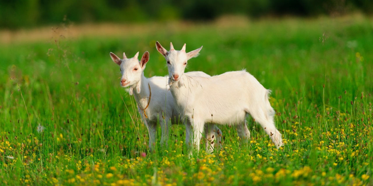 why-working-with-animals-helps-my-anxiety-the-mighty