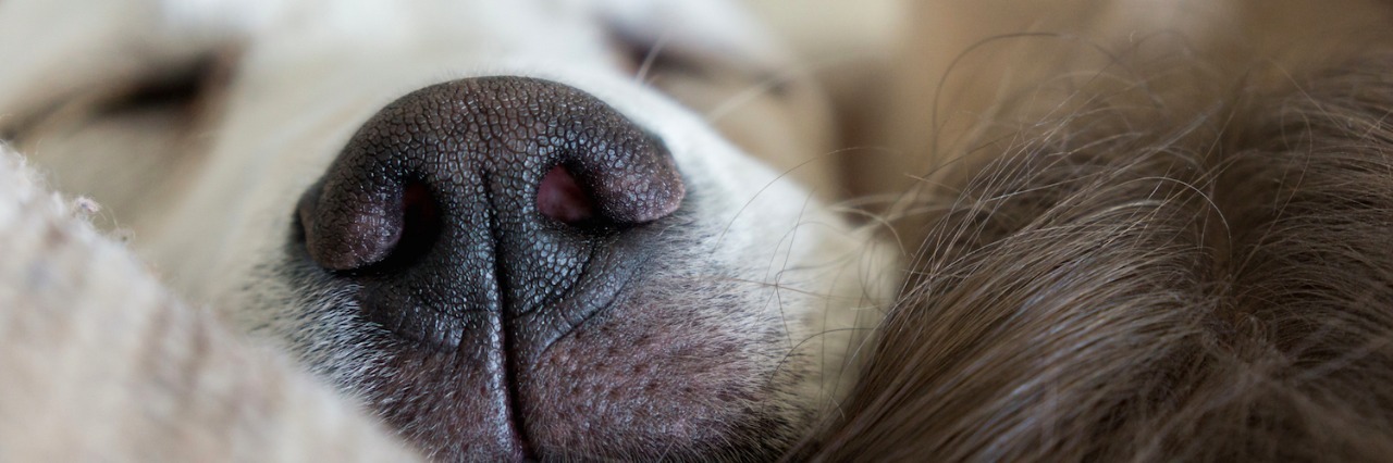 How My Dogs Have Helped Me Cope With Lupus Sleeping dog lying down with head next to woman's head