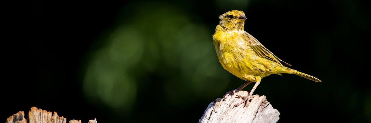What to Know During Multiple Chemical Sensitivity Awareness Month yellow canary perched on a tree branch