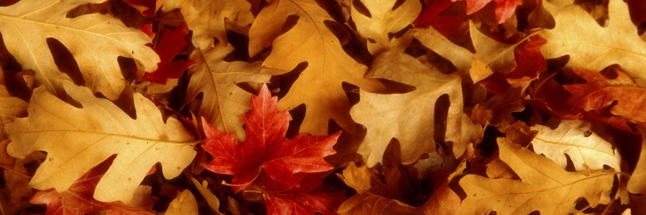 Fall Season Teaches Me an Important Lesson About PTSD autumn leaves
