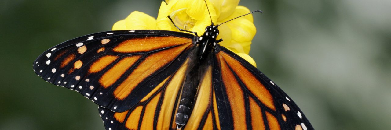 High angle view of a Monarch butterfly pollinating a flower (Danaus plexippus)